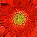 Redflower