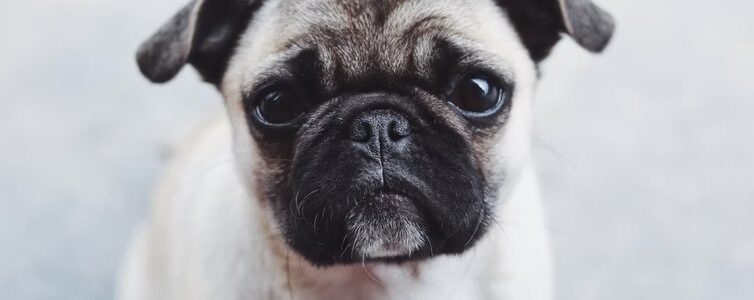 Anjing Diare? Jangan Panik, Lakukan Hal Ini Untuk Mengatasi Diare Pada Anjing
