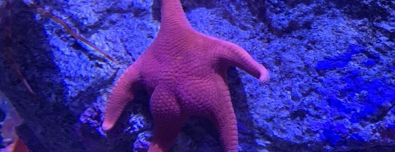 Tahukah Kalian Apa Generasi Berikutnya Dari Bintang Laut?